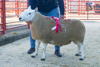 Champion NCC Hill from Messrs Douglas Catslackburn sold for £350_
